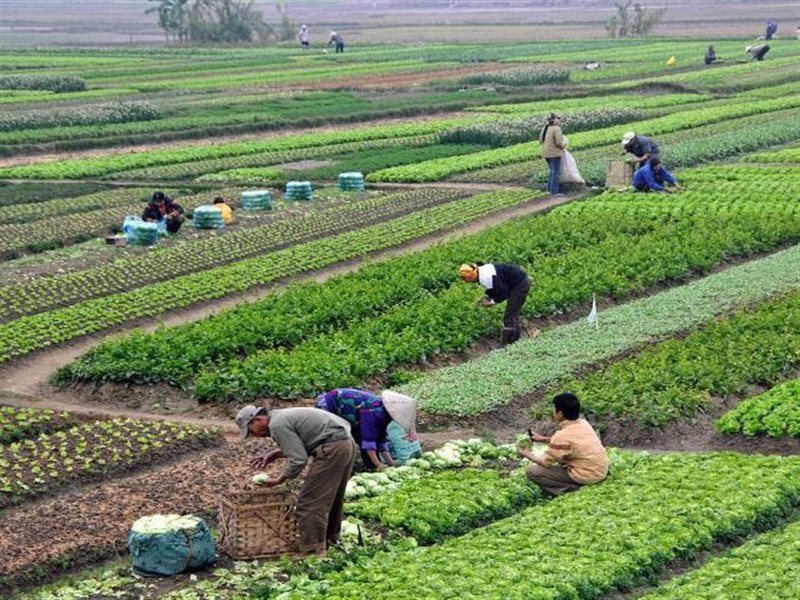 الزراعة في مصر