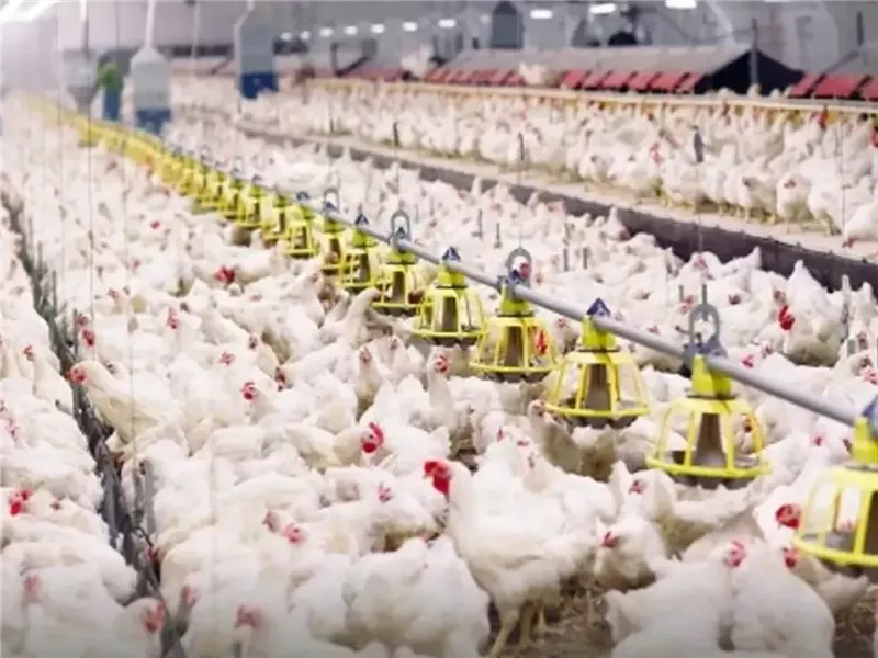 الدواجن في السوق