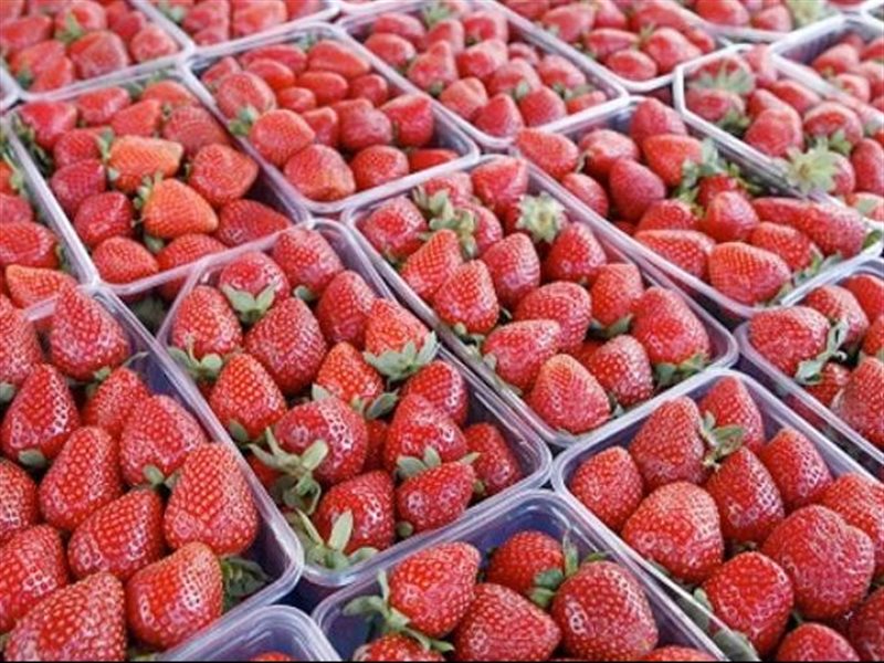 صادرات الفراولة