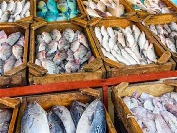 بورصة الأسماك في سوق العبور.. استقرار الأسعار وجهود مكثفة لتطوير الثروة السمكية