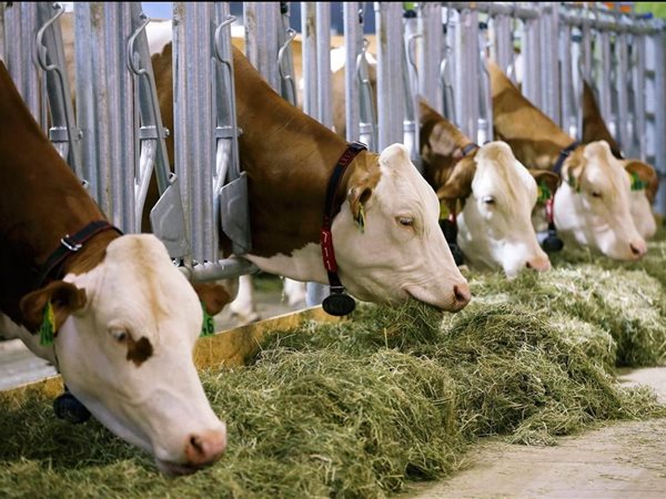 الزراعة تضخ 297 مليون جنيه للبتلو وتحلل 8566 عينة غذاء