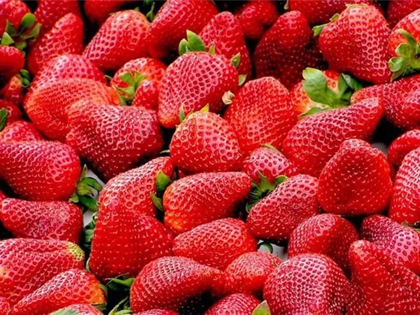 بضاعة التصدير 