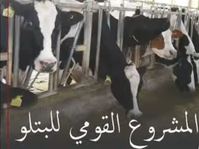 المشروع القومي للبتلو