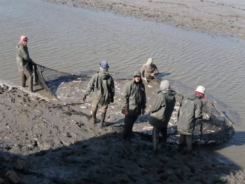 مزرعة المنزلة السمكية