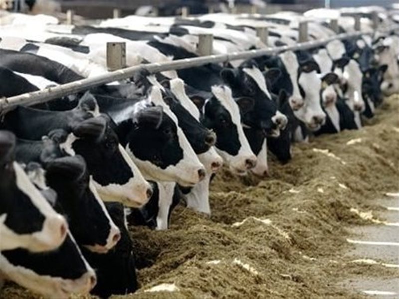 اللحوم الحية