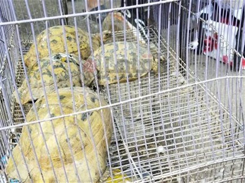 الكائنات المهددة