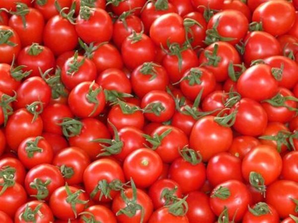 سوسة الطماطم وبرودة الطقس يرفعان سعر القفص لـ 500 جنيه بأسواق الجملة