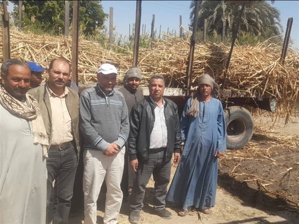 مصنع جرجا يستقبل الذهب الأخضر وسط توريد محصول قصب السكر بسوهاج