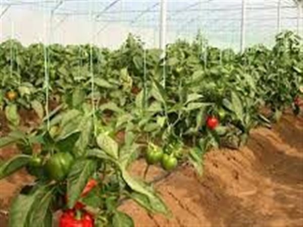 طفرة في الطلب الخليجي على الحاصلات الزراعية المصرية.. و