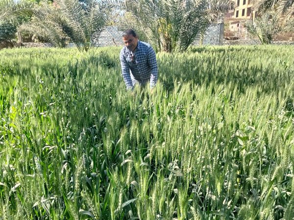 لجان مكافحة الآفات بسوهاج تفحص مزارع النخيل والفاكهة لضمان سلامة المحاصيل الاستراتيجية