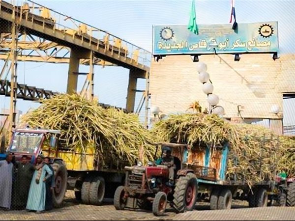القابضة الغذائية: استلام 4.2 مليون طن قصب.. وتوريد 71 ألف طن بنجر لمصانع السكر