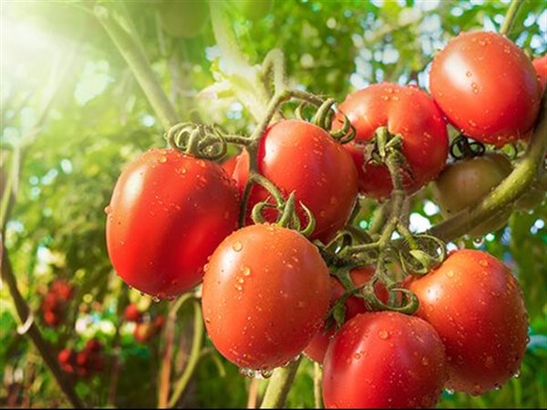 تعرف على أسعار الطماطم والبطاطس والفاكهة بالأسواق في ثالث أيام العيد