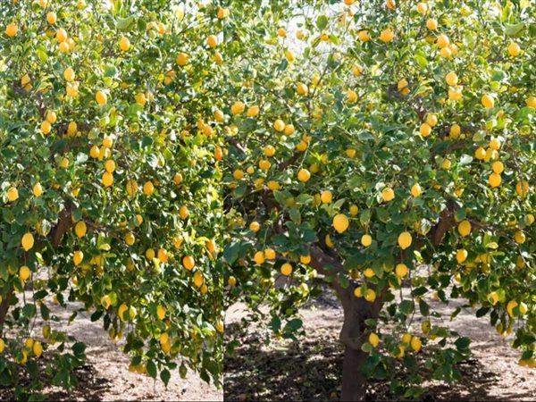 وزارة الزراعة تعلن فتح السوق السلفادوري أمام صادرات الليمون المصري عالمياً