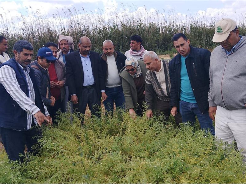 منطقة النوبارية اليوم