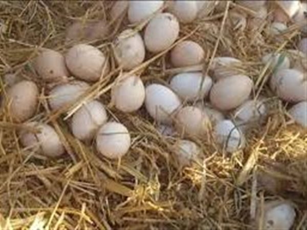 تراجع في أسعار البيض البلدي واستقرار الأبيض.. تفاصيل أسعار البورصة والمستهلك اليوم