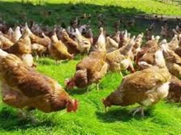 استقرار أسعار الدواجن في الأسواق وبورصة الدواجن اليوم.. الساسو بكام