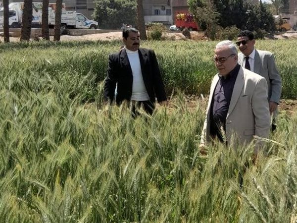 تحذير عاجل للمزارعين لإنقاذ محصول القمح بمحافظة سوهاج من الأمطار