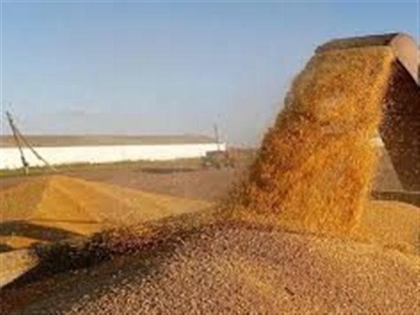 وزير المالية: زيادة سعر توريد القمح المحلي لـ 2500 جنيه لتشجيع الفلاحين