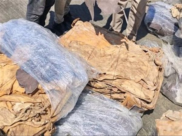 جمارك دمياط تحبط محاولة تهريب جلود أبقار وجاموس وحمير بحالتها الرطبة