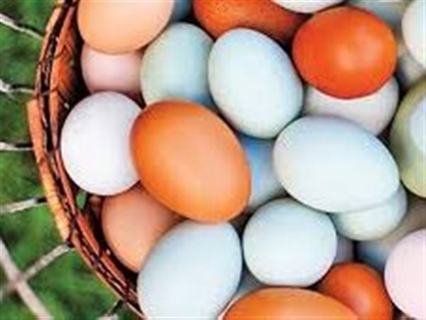 تبدأ من 110 جنيهات.. استقرار أسعار 