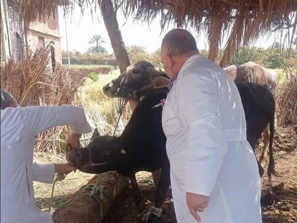 وزارة الزراعة تعلن تحصين مليون رأس ماشية لحماية الثروة الحيوانية في أسبوع