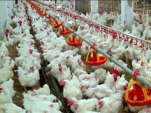 بشرى للمستهلكين.. تراجع أسعار الدواجن لـ 78 جنيهاً وزيادة في المعروض بالأسواق