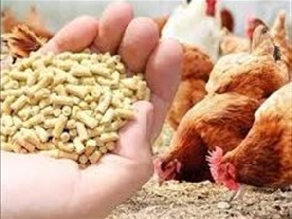 انخفاض كبير في أسعار أعلاف الدواجن بمصر.. الطن يتراجع 700 جنيه