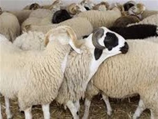 نقيب الفلاحين يكشف التوقعات السعرية للأضاحي لعام 2026