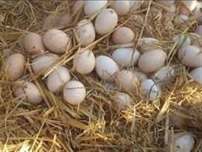 بيض المائدة