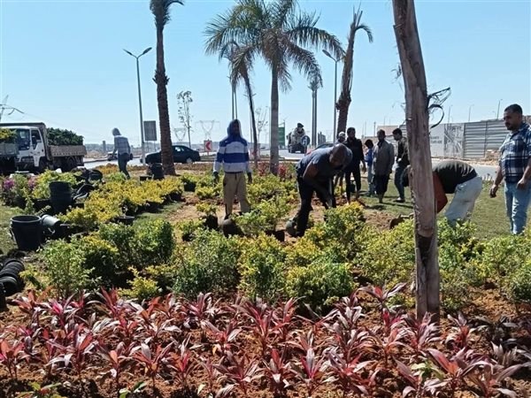 ضخ 100 ألف من الزهور  في يوم واحد.. الشروق تتحول لورشة عمل مفتوحة فى اعمال الزراعه استعدادًا لشم النسيم