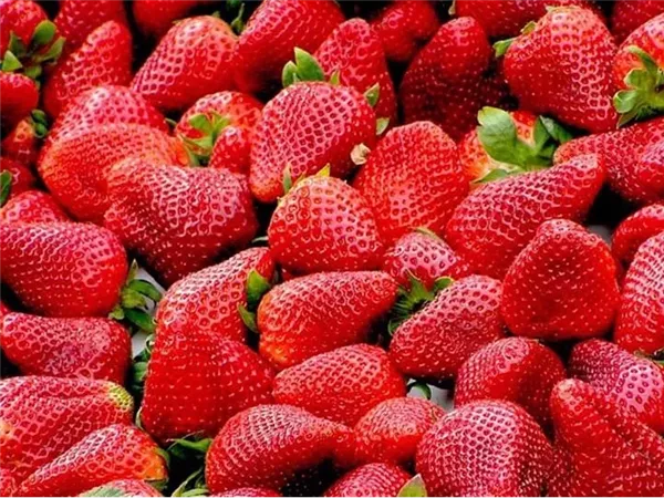 “الذهب الأحمر” يقود الصادرات.. مصر تحقق 100 مليون دولار من الفراولة المجمدة 