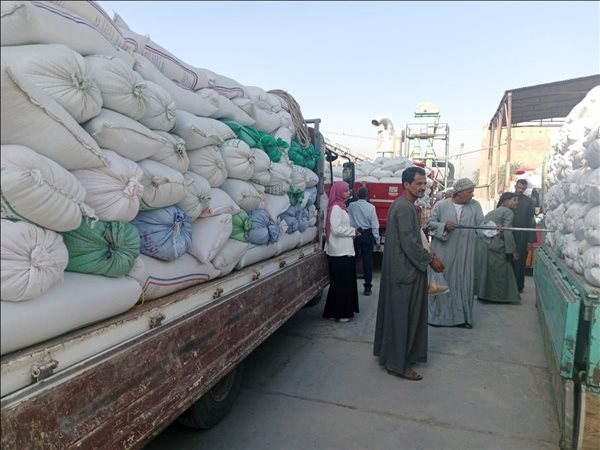 توريد 152 طن قمح خلال 48 ساعة بالأقصر ضمن موسم الاستلام المحلي
