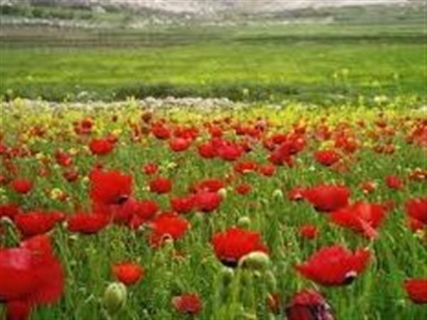 الأرصاد: طقس ربيعي مستقر طوال الأسبوع ودرجات الحرارة في معدلاتها الطبيعية