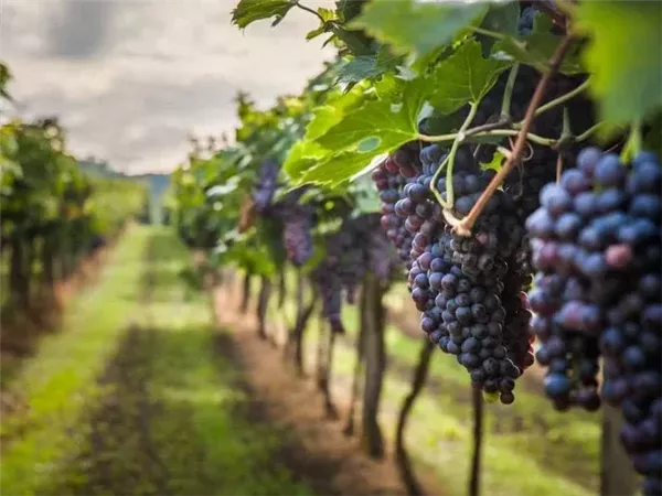 بعد ارتفاع العنب لـ 200 جنيها.. شعبة الخضراوات والفاكهة: انخفاضات مرتقبة مع دخول العروات الصيفية