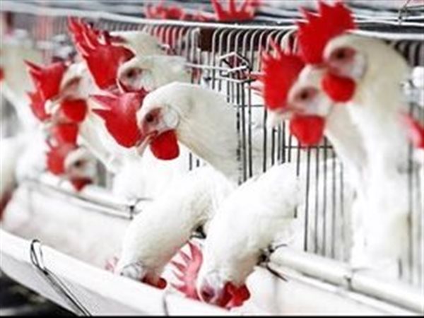 البيضاء بـ 93 جنيها.. أسعار الفراخ اليوم بالمتافذ والأسواق