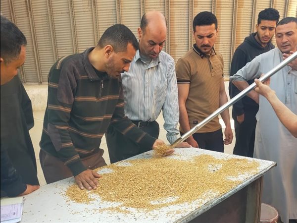 تموين الدقهلية: تحرير 165 مخالفة وتوريد1751 طن قمح محلي خلال 48 ساعة