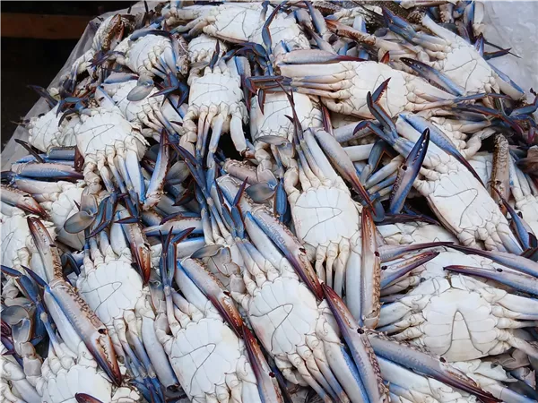 تباين أسعار الأسماك في سوق العبور اليوم.. الكابوريا تراجعت لكام؟