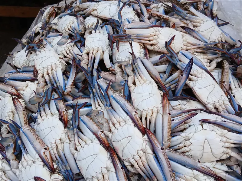 سمك الكابوريا