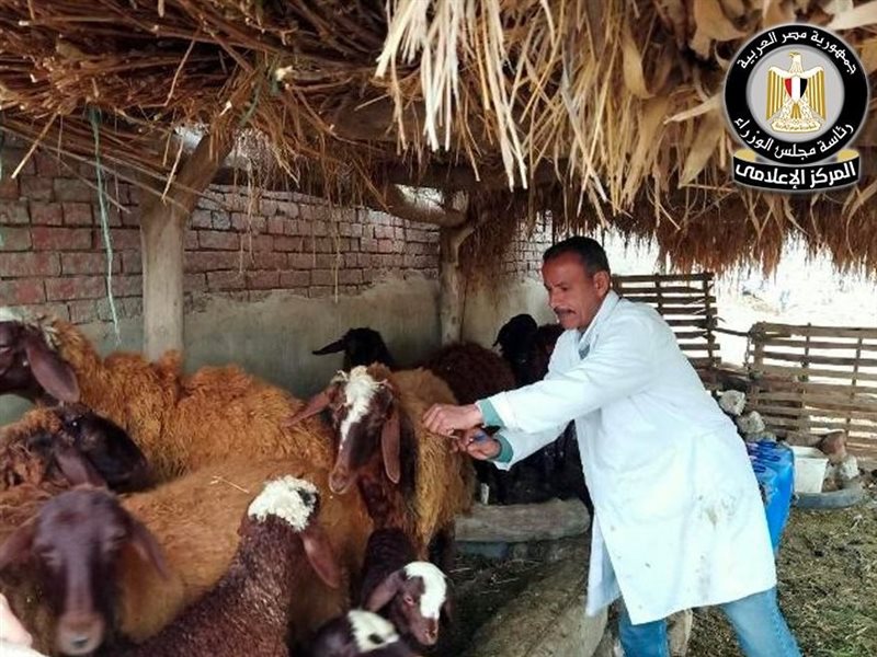 تحصين المواشي ضد