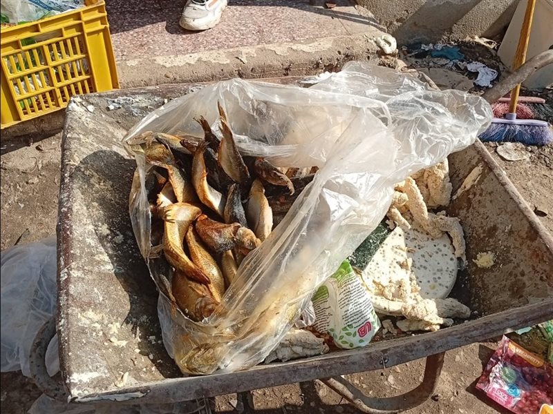  أسماك الرنجة