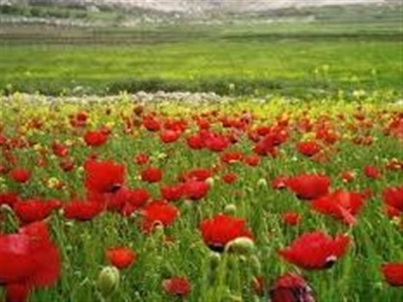 طقس ربيعي مستقر -