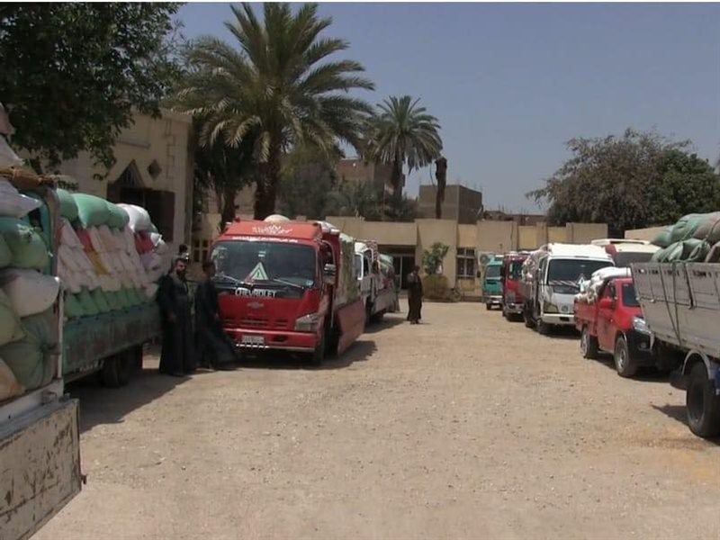 القمح المحلي