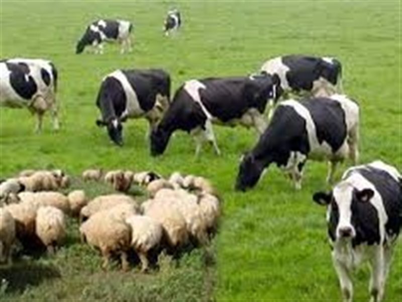 الثروة الحيوانية