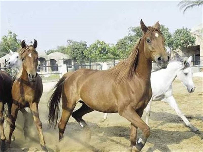 الخيول