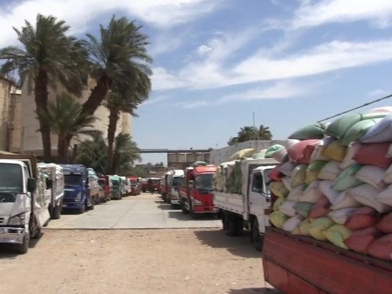  محصول القمح