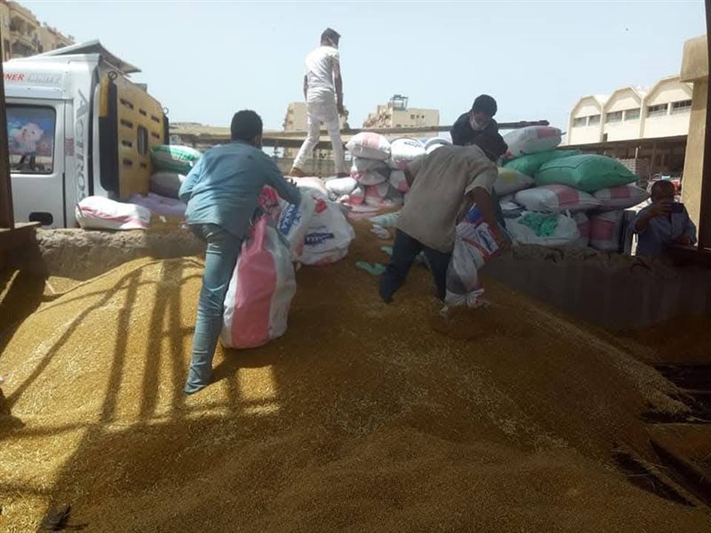 توريد واستلام القمح المحلي