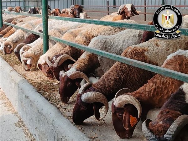 وزارة الزراعة تستعد لعيد الأضحى بتجهيز 497 مجزرًا وتشديد الرقابة على اللحوم
