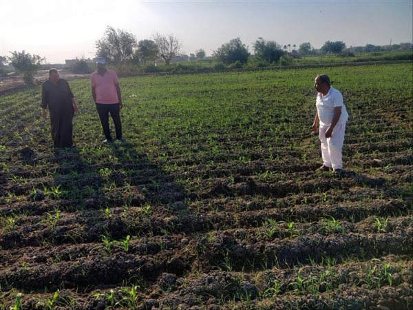 الزراعة تطلق حملة مكثفة لرصد ومكافحة دودة الحشد في زراعات الذرة بالمحافظات