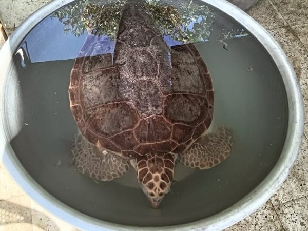 مواطن بسوق العبور ينقذ 6 سلاحف بحرية مهددة بالانقراض ويُسلمها للجهات المختصة