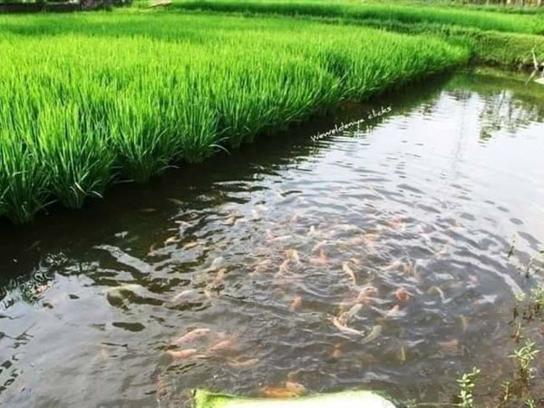 زراعة البلطي في حقول الأرز.. مشروع وطني جديد لزيادة دخل المزارعين وتعزيز الأمن الغذائي في مصر